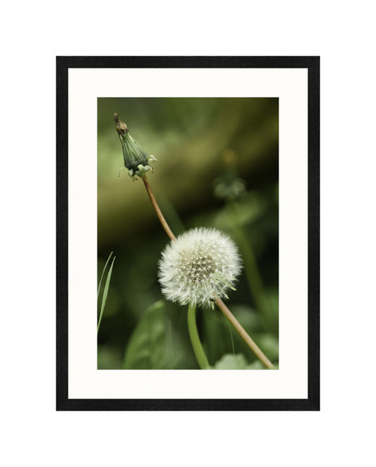 Dandelion