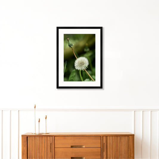 Dandelion
