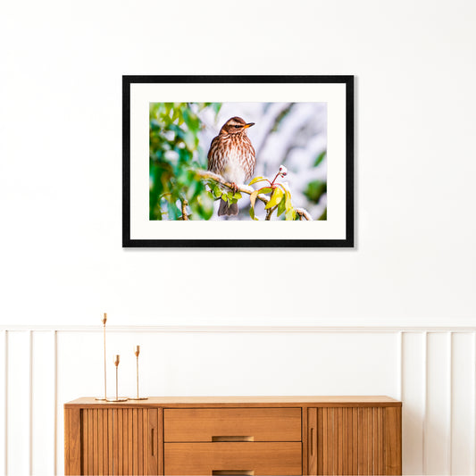Redwing Bird