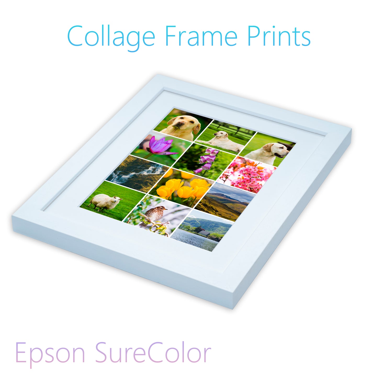 Framed Prints
