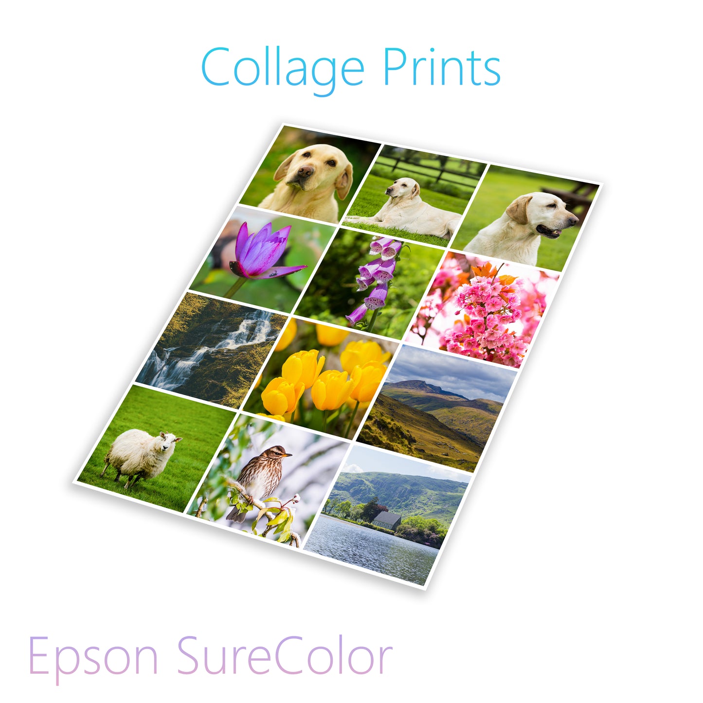 Poster Prints