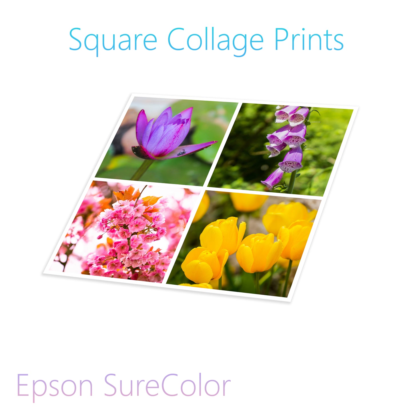 Poster Prints